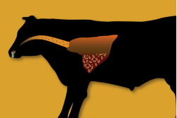 BRD in beef cattle