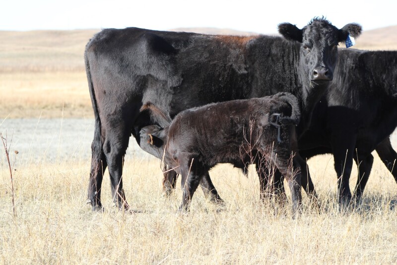 UNL Cow Calf Nursing.jpg