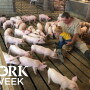 man sitting with grandson on his lap looking at baby pigs