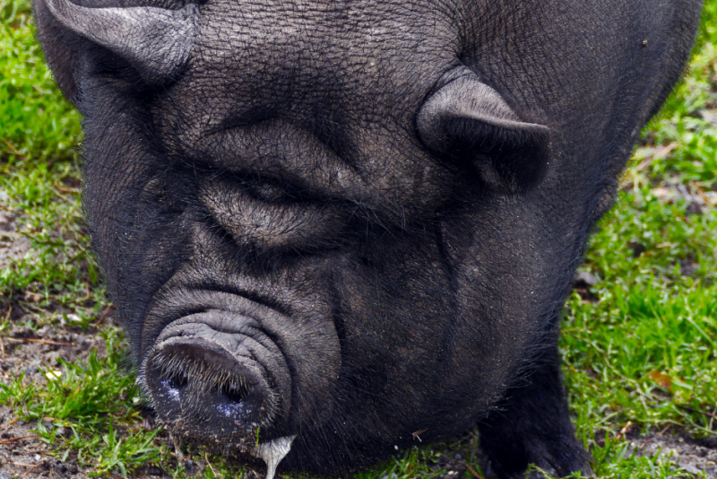 Pot-Bellied Pig