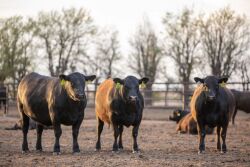 feedlot