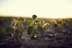Soybeans