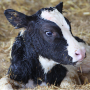 The state must "adopt rules and regulations concerning the confinement, care and treatment of breeding pigs and calves raised for veal," according to legislation signed into law by Governor Phil Murphy on Wednesday.