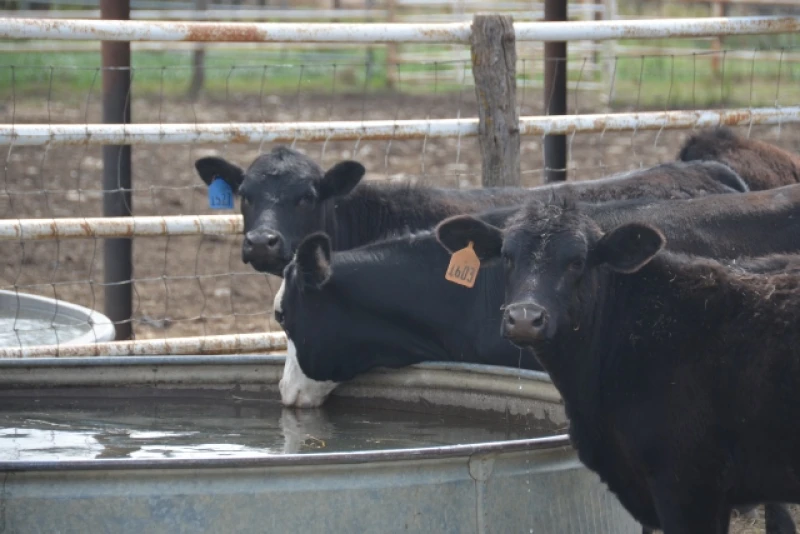 Cattle drink from water tank