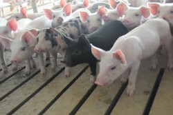SVA lesions are clinically indistinguishable from those caused by exotic agents including foot-and-mouth disease, swine vesicular disease, vesicular stomatitis, and swine vesicular exanthema. 