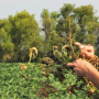 Phytophthora root rot in Ilinois soybeans