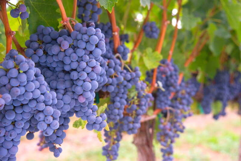 Growers in California have a new tool to control Powdery Mildew starting this season. Lallemand Plant Care announced today the registration of LALSTOP G46 WG for use against Powdery Mildew.