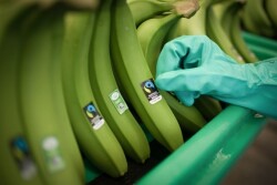 New research has found increasing recognition of the Fairtrade America label, according to the organization.