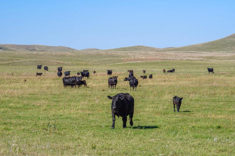 Cows