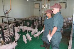 Kids in barn with pigs