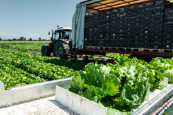 Lettuce harvest