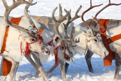 Santa Reindeer Christmas