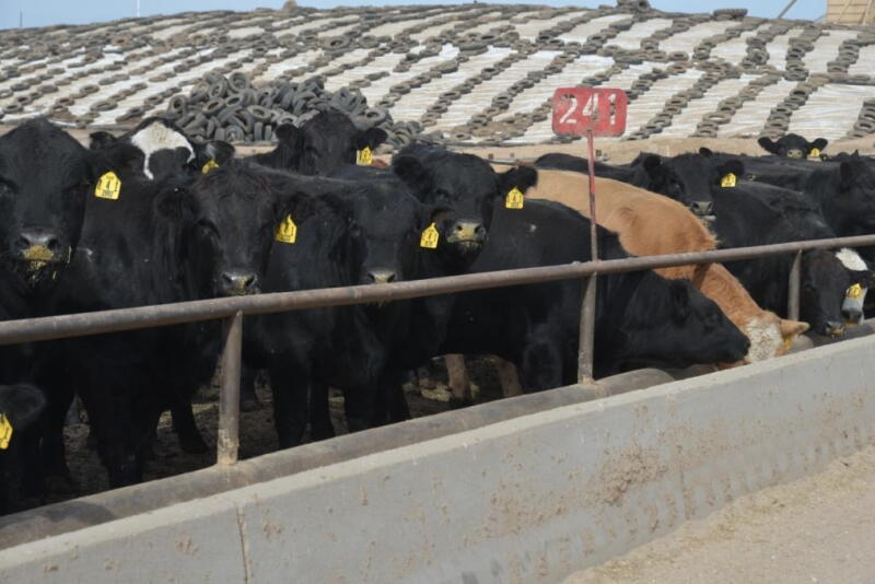January placements up 4.4% versus a year ago, while Feb. 1 feedlot cattle at 107.9% of year ago.