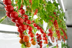 Oishii-Rubi-Tomato_0.png