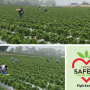 Strawberry picking crews are being staggered to avoid clusters of workers in fields.