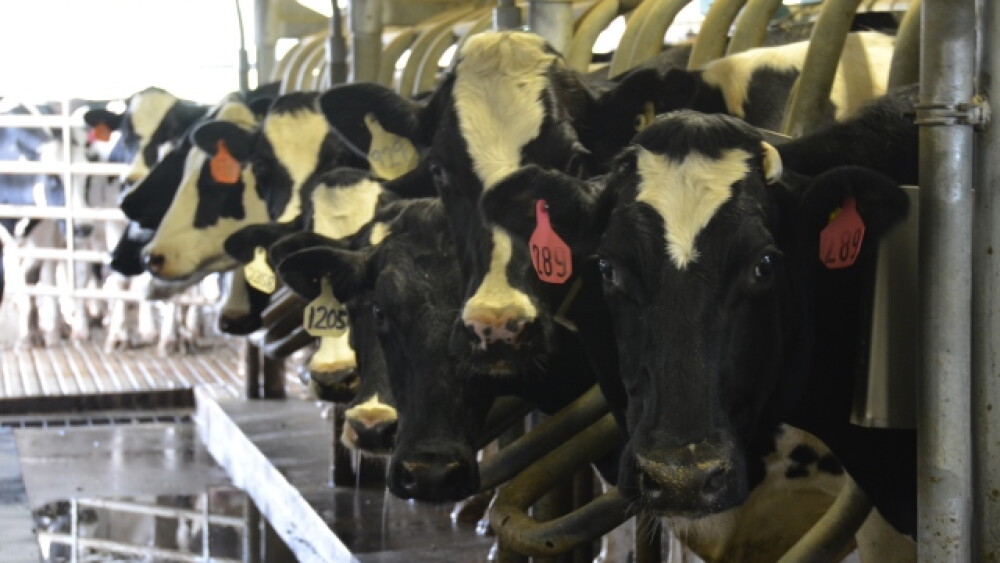 Weak Calves May Need A Big Squeeze - Bovine Vet