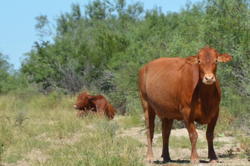 BT_South_Texas_Cow