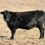 Nebraska Beef Cow