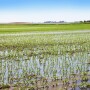 crop insurance decisions.jpg