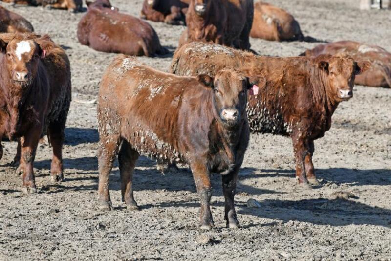 Reed feedlot steers UNL