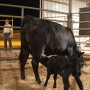 BT_Grafting_Calf_Cow_Rancher