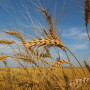 wheat in the field