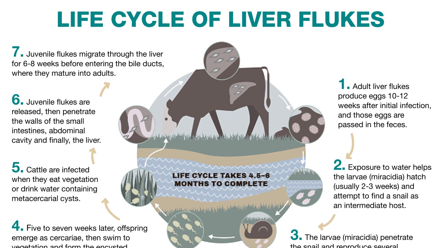 Liver Flukes: Understanding and Effectively Managing the Parasite - Drovers