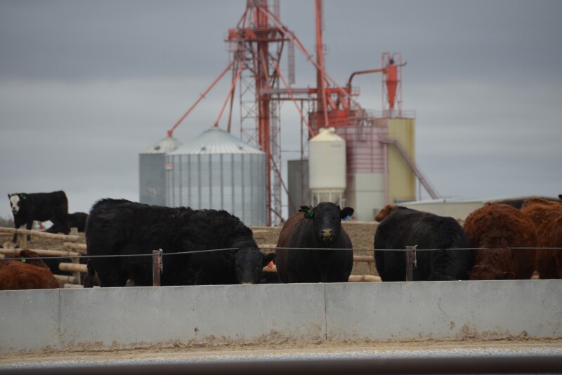 Cattle markets $1 lower