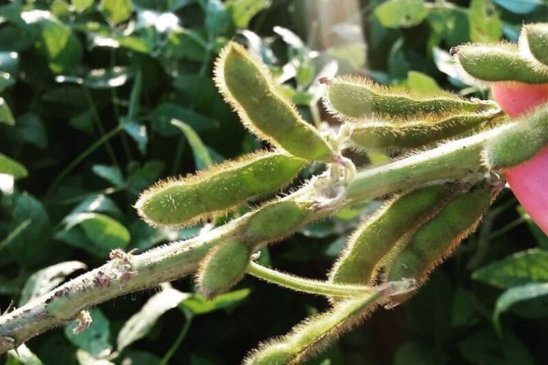 soybeans_indiana_-_Copy