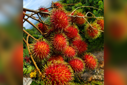 Rambutan fruit on a tree