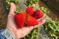 Strawberries in hand in a field