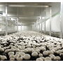 Phillips Mushroom Farms, Kennett Square, Pa., which focuses on organic mushrooms, opened a facility in Jennersville, Pa., about 10 miles west of Kennett Square, early in 2022, says Sean Steller, director of business development. 