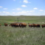 “There is no such thing as low-carbon beef. No food choice results in more greenhouse gas emissions than beef,” says the Environmental Working Group's Scott Faber, after petitioning USDA to prohibit such beef claims.