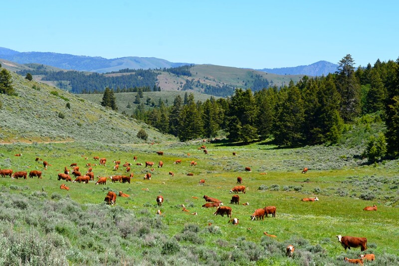 Lookout Mountain Ranch