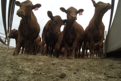 BT_Red_Angus_Heifers_Feedlot