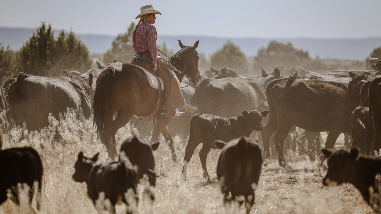 Farm Raches How Three Ranches are Using Horses Today - Drovers