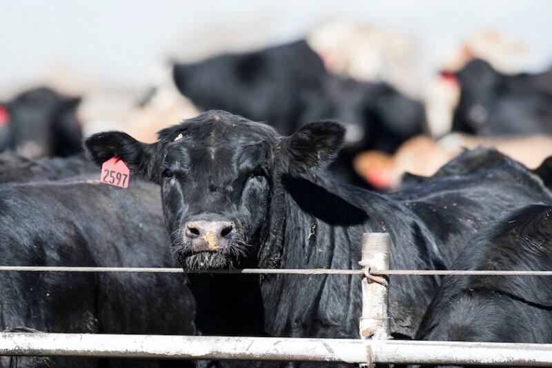 Feedlot_Adobe Stock