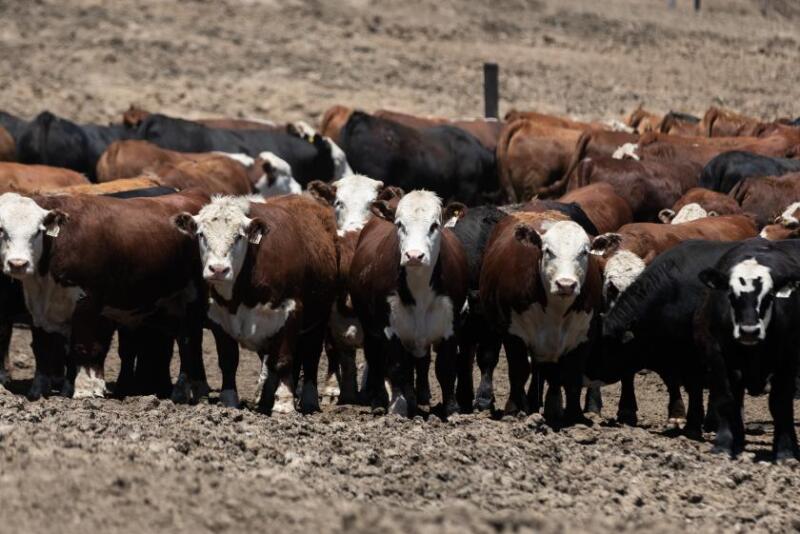 baldies