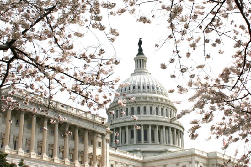 cherry-blossoms-capitol-hill.jpg