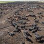 Feedlot