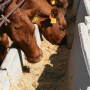 BT_Cows_Feedbunk
