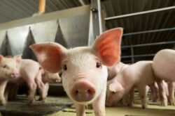 Feeder pig up close 