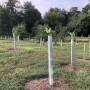 A newly installed forested buffer in Pennsylvania. 