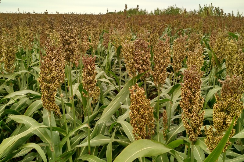 The trade headaches with China started even before the trade war for sorghum producers. Coming up on two years of a long export battle, National Sorghum Producers says they need new markets. 