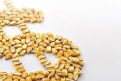 corn dollar sign