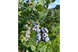 Michigan blueberries