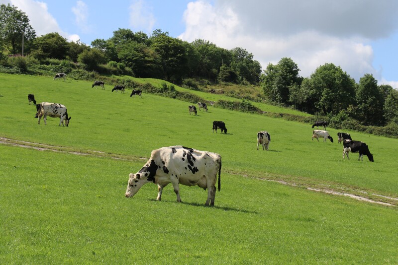 Cows grazing Volac @300.pdf_.jpg