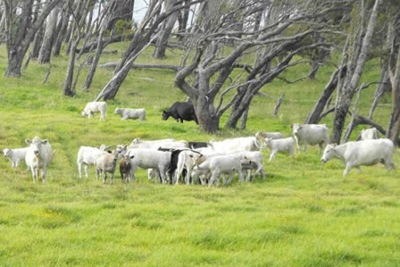 CattleParkerRanch t