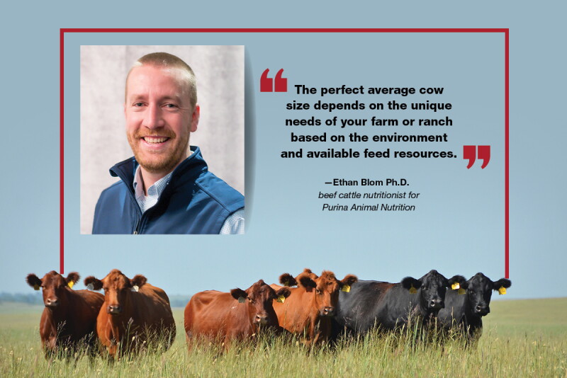 Cow Size Match Cow Size to Production Goals - Drovers