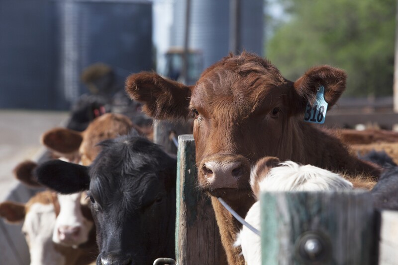 Feedyard margins are improving
